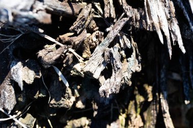 Karmaşık Ağaç Kabuğu Dokusunu Doğal Tahta Örnekleri Makro Yakın Çekim. Bu yüksek çözünürlüklü resim ağaç kabuğunun şaşırtıcı doğal dokusunu en ince detayına kadar yakalar..