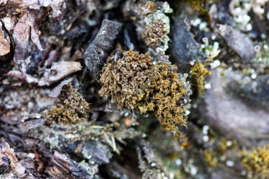 Kaba ağaç kabuğu dokusunun yakın görüntüsü. Detaylı ahşap desenleri ve toprak tonlarını içeren doğal organik arka plan, doğa, ormancılık ve eko temalı tasarımlar için mükemmel..