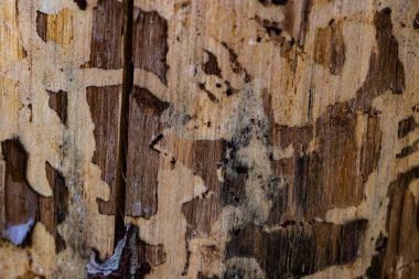 Doğal Ağaç Kabuğu Dokuları Koleksiyonu. Yüksek kalite fotoğraf