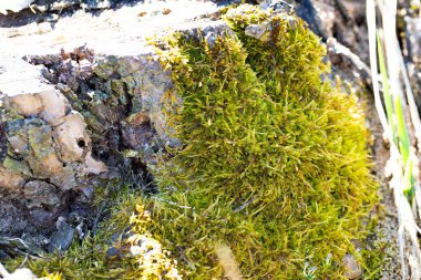 Moss ve Bark Dokuları. Yüksek kalite fotoğraf
