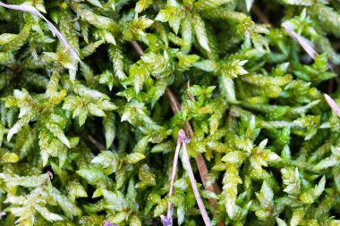 Doğal bir yüzeyi kaplayan yemyeşil yosun dokusunun yakın çekimi. Yosunların zengin ve detaylı yapısı organik, canlı bir zemin yaratır, doğa temalı tasarımlar, ekolojik projeler veya botanik kavramlar için mükemmeldir..