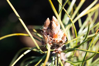 Doğal bir orman zeminine karşı narin taze filizleri olan bir çam dalı. Bu görüntü büyümeyi, yenilenmeyi ve doğayla bağlantıyı sembolize eder. Ekoloji, yeniden doğuş, sürdürülebilirlik ve doğal dünya ile ilgili konular için mükemmel..
