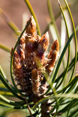 Doğal bir orman zeminine karşı narin taze filizleri olan bir çam dalı. Bu görüntü büyümeyi, yenilenmeyi ve doğayla bağlantıyı sembolize eder. Ekoloji, yeniden doğuş, sürdürülebilirlik ve doğal dünya ile ilgili konular için mükemmel..
