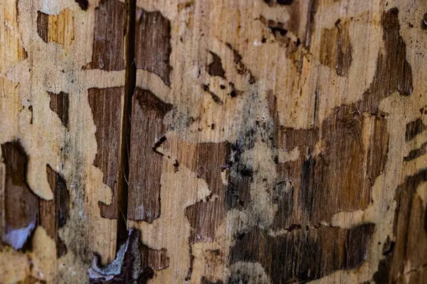 Doğal Ağaç Kabuğu Dokuları Koleksiyonu. Yüksek kalite fotoğraf