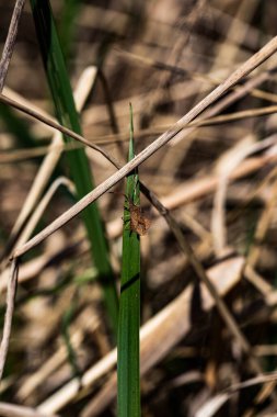  Kuru Çimenler Arkaplanı. Yüksek kaliteli bir fotoğraf. Kuru otların yer aldığı dokulu bir arka plan. Sonbahar atmosferini veya kurak mevsimi anımsatıyor.. 