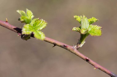 Narin yaprakları olan narin bir dal. Bahar yenilenmesini ve yeni bir yaşam döngüsünün başlangıcını simgeliyor. Doğa, büyüme, ekoloji ve mevsimsel değişimler ile ilgili konular için mükemmel.