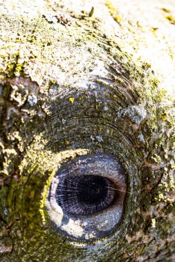 Ağacın kabuğunda oluşmuş bir göze benzeyen eşsiz doğal bir desen. Yakın plan bir görüntü kabuğun zengin dokusunu, eş merkezli halkaları ve doğal çatlakları gösterir. 