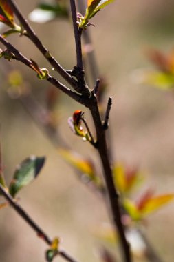 Kurumuş, kurumuş bir bitkinin tabanından çıkan taze yeşil yapraklar arasındaki çarpıcı kontrastı yakalayan şiirsel bir doğa fotoğrafı. Bu resim yenilenmeyi, esnekliği ve doğal dünyadaki yaşam döngüsünü simgeler..