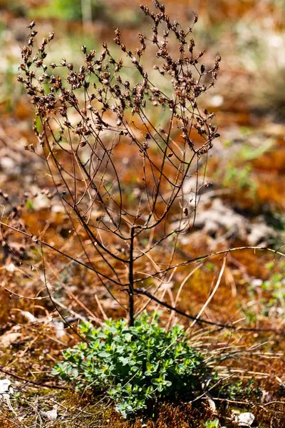 Kurumuş, kurumuş bir bitkinin tabanından çıkan taze yeşil yapraklar arasındaki çarpıcı kontrastı yakalayan şiirsel bir doğa fotoğrafı. Bu resim yenilenmeyi, esnekliği ve doğal dünyadaki yaşam döngüsünü simgeler..