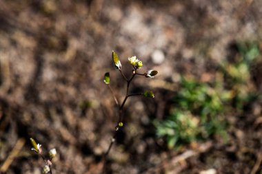 Kurumuş, kurumuş bir bitkinin tabanından çıkan taze yeşil yapraklar arasındaki çarpıcı kontrastı yakalayan şiirsel bir doğa fotoğrafı. Bu resim yenilenmeyi, esnekliği ve doğal dünyadaki yaşam döngüsünü simgeler..