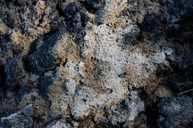 Yakın plan: küçük yeşil çim filizleri ve dağınık dalları olan kuru kumlu toprak. Görünür düzensizlikler ve gevşek kum yapısıyla doğal toprak dokusu. Doğa, ekoloji, tarım, bahçıvanlık veya