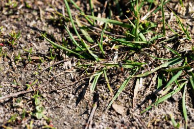 Yakın plan: küçük yeşil çim filizleri ve dağınık dalları olan kuru kumlu toprak. Görünür düzensizlikler ve gevşek kum yapısıyla doğal toprak dokusu. Doğa, ekoloji, tarım, bahçıvanlık veya