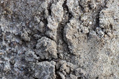 Yakın plan: küçük yeşil çim filizleri ve dağınık dalları olan kuru kumlu toprak. Görünür düzensizlikler ve gevşek kum yapısıyla doğal toprak dokusu. Doğa, ekoloji, tarım, bahçıvanlık veya