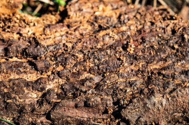 Kaba, çatlamış ağaç kabuğunun doğal renk ve doku çeşitliliğine sahip makro fotoğrafı. Yüzey, yosun parçalarıyla kahverengi, gri ve turuncu renkte kabuk soyma katmanları gösteriyor. Geçmişler, doğa projeleri, organik tasarımlar için ideal.