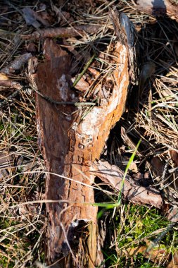 Kaba, çatlamış ağaç kabuğunun doğal renk ve doku çeşitliliğine sahip makro fotoğrafı. Yüzey, yosun parçalarıyla kahverengi, gri ve turuncu renkte kabuk soyma katmanları gösteriyor. Geçmişler, doğa projeleri, organik tasarımlar için ideal.