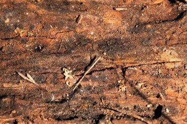 Kaba, çatlamış ağaç kabuğunun doğal renk ve doku çeşitliliğine sahip makro fotoğrafı. Yüzey, yosun parçalarıyla kahverengi, gri ve turuncu renkte kabuk soyma katmanları gösteriyor. Geçmişler, doğa projeleri, organik tasarımlar için ideal.