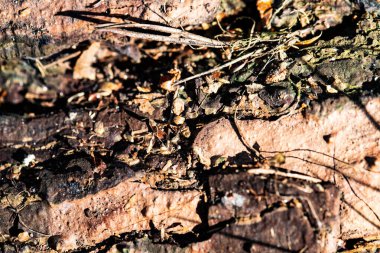 Kaba, çatlamış ağaç kabuğunun doğal renk ve doku çeşitliliğine sahip makro fotoğrafı. Yüzey, yosun parçalarıyla kahverengi, gri ve turuncu renkte kabuk soyma katmanları gösteriyor. Geçmişler, doğa projeleri, organik tasarımlar için ideal.