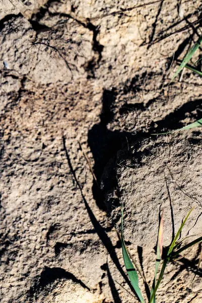 Yakın plan: küçük yeşil çim filizleri ve dağınık dalları olan kuru kumlu toprak. Görünür düzensizlikler ve gevşek kum yapısıyla doğal toprak dokusu. Doğa, ekoloji, tarım, bahçıvanlık veya