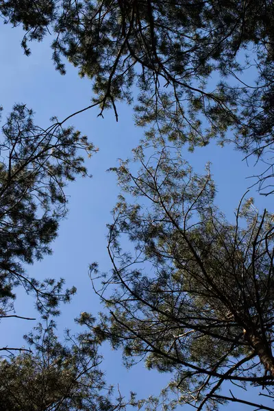 Açık mavi gökyüzüne karşı yüksek çam ağaçlarının tepelerinden yukarıya bakan doğal bir arka plan. Dallar güzel bir organik çerçeve oluşturuyor, huzur, sükunet ve doğa ile bağlantı hissi uyandırıyor. Arkaplan olarak mükemmel
