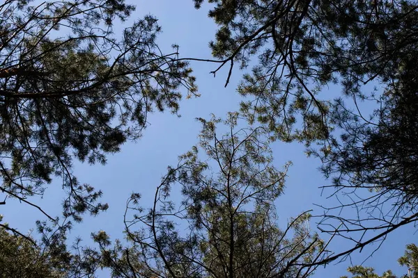 Açık mavi gökyüzüne karşı yüksek çam ağaçlarının tepelerinden yukarıya bakan doğal bir arka plan. Dallar güzel bir organik çerçeve oluşturuyor, huzur, sükunet ve doğa ile bağlantı hissi uyandırıyor. Arkaplan olarak mükemmel
