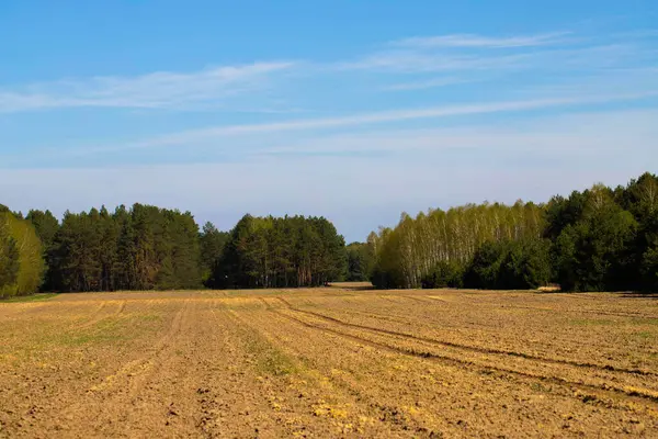Yoğun bir çam ormanının önünde canlı yeşil bir alan gösteren barışçıl bir arka plan. Yukarıdaki açık mavi gökyüzü manzaraya rahatlatıcı ve ferah bir his katıyor. Bu resim ekolojik, çevresel ve açık hava temalı alanlarda kullanmak için mükemmeldir.
