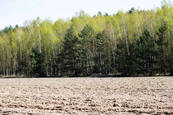 Yoğun bir çam ormanının önünde canlı yeşil bir alan gösteren barışçıl bir arka plan. Yukarıdaki açık mavi gökyüzü manzaraya rahatlatıcı ve ferah bir his katıyor. Bu resim ekolojik, çevresel ve açık hava temalı alanlarda kullanmak için mükemmeldir.