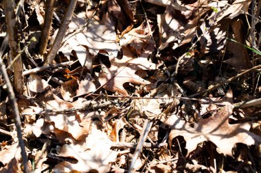 Düşmüş meşe yaprakları ve orman zeminini kaplayan çam iğnelerinden oluşan doğal yüksek çözünürlüklü bir arka plan. Bu görüntü, sonbahar ormanlarının sakin ve rahat atmosferini yakalar. Sıcak, dünyevi dokular bunu çok yönlü bir kullanım alanı haline getiriyor.