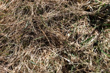 Düşmüş meşe yaprakları ve orman zeminini kaplayan çam iğnelerinden oluşan doğal yüksek çözünürlüklü bir arka plan. Bu görüntü, sonbahar ormanlarının sakin ve rahat atmosferini yakalar. Sıcak, dünyevi dokular bunu çok yönlü bir kullanım alanı haline getiriyor.