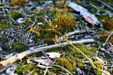Dalların arasından süzülen yemyeşil ağaçlar, yoğun yapraklar ve yumuşak güneş ışığından oluşan doğal bir orman arka planı. Sahne, doğa temalı tasarımlar, arka planlar veya çevreyle ilgili bir ormanın sakin ve sakin atmosferini yakalar.