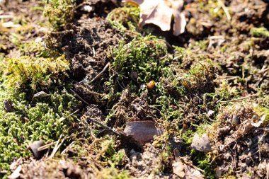 Yoğun yeşillik, uzun ağaçlar ve yumuşak, doğal bir ışıkla sakin bir orman sahnesi. Doğa, çevre, rahatlama ve açık hava maceraları ile ilgili projeler için mükemmel bir arka plan..