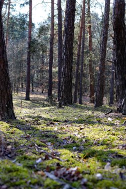 Yoğun yeşillik, uzun ağaçlar ve yumuşak, doğal bir ışıkla sakin bir orman sahnesi. Doğa, çevre, rahatlama ve açık hava maceraları ile ilgili projeler için mükemmel bir arka plan..