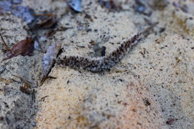 Uzun yeşil ağaçların arasında sisli, sakin bir orman arka planı. Büyülü ve rahatlatıcı bir ruh hali yaratıyor, ekolojik yaşam, meditasyon veya doğa keşfi için mükemmel bir tasarım.. 