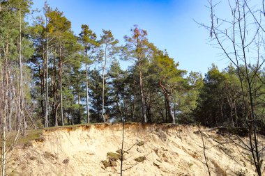 Yoğun yeşillik, uzun ağaçlar ve yumuşak, doğal bir ışıkla sakin bir orman sahnesi. Doğa, çevre, rahatlama ve açık hava maceraları ile ilgili projeler için mükemmel bir arka plan..