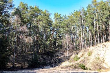 Uzun yeşil ağaçların arasında sisli, sakin bir orman arka planı. Büyülü ve rahatlatıcı bir ruh hali yaratıyor, ekolojik yaşam, meditasyon veya doğa keşfi için mükemmel bir tasarım.. 