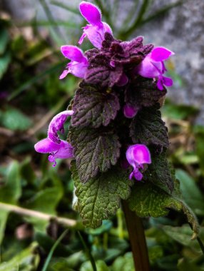 Farklı kır çiçekleri ile dolu parlak ve canlı bir alan, doğal gün ışığı altında yakalanmış, doğa, bahar ve kırsal temalar için mükemmel..