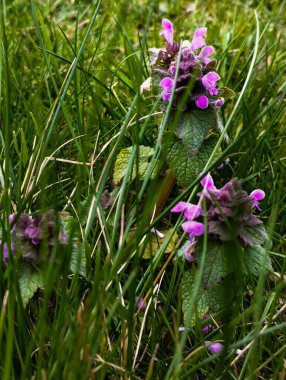 Farklı kır çiçekleri ile dolu parlak ve canlı bir alan, doğal gün ışığı altında yakalanmış, doğa, bahar ve kırsal temalar için mükemmel..