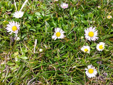 Farklı kır çiçekleri ile dolu parlak ve canlı bir alan, doğal gün ışığı altında yakalanmış, doğa, bahar ve kırsal temalar için mükemmel..