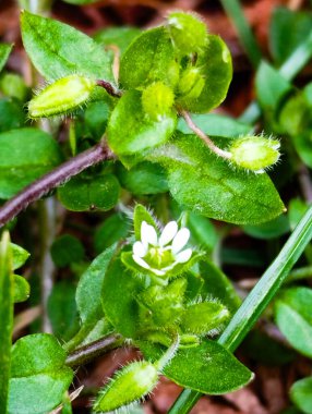 Yeşil bir çayırda yetişen renkli kır çiçeklerinin çeşitli bir karışımı açık gökyüzünün altındaki doğal bitki örtüsünün zenginliğini ve çeşitliliğini kutluyor..