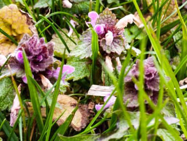 Yeşil bir çayırda yetişen renkli kır çiçeklerinin çeşitli bir karışımı açık gökyüzünün altındaki doğal bitki örtüsünün zenginliğini ve çeşitliliğini kutluyor..