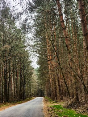 Uzun çam ağaçları ve huş ağaçlarının barış ve doğal uyum ortamı yarattığı yoğun bir çam ormanında dolambaçlı bir yol. Düşen yaprakların arasından taze yeşillik çıkmaya başlar. Hafif bir sis yumuşaklık ve derinlik ekler.