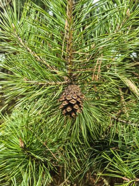 Canlı yeşil çam iğneleriyle çevrili bir çam kozalağının detaylı görüntüsü. Taze, doğal dokular ve zengin renkler orman hayatının ve mevsimsel büyümenin özünü yakalar. Doğa, botanik ve çevreyle ilgili kavramlar için mükemmel.