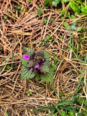Doğal orman zemininde yeşil çimen, dağınık çam iğneleri, kozalaklar, yosun bantları ve meşe palamutlarının detaylı bir karışımı bulunur. Bu organik doku, kozalaklı bir orman ortamının ham ve toprak güzelliğini yakalar. Doğa olarak kullanmak için ideal.