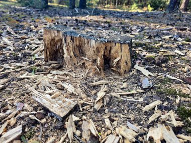 Yumuşak yeşil yosunların, kuru kozalakların ve dağınık sonbahar yapraklarının yer aldığı orman zemininin detaylı bir görüntüsü. Zengin dokular ve doğal tonlar bu resmi ekoloji, mevsimler, orman yaşamı veya doğadan esinlenilmiş tasarım projeleri için ideal hale getirir.