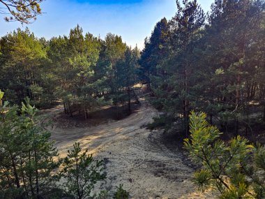 Çam ağaçlarının yumuşak kum tepelerinden yükseldiği güzel ve beklenmedik doğal bir manzara. Bu nadir manzara orman sükunetini seyahat, doğa, çevre veya editoryal projelerde kullanmak için ideal kıyı dokusuyla harmanlamaktadır..