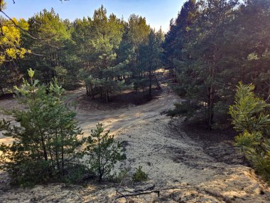 Çam ağaçlarının yumuşak kum tepelerinden yükseldiği güzel ve beklenmedik doğal bir manzara. Bu nadir manzara orman sükunetini seyahat, doğa, çevre veya editoryal projelerde kullanmak için ideal kıyı dokusuyla harmanlamaktadır..