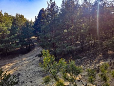 Çam ağaçlarının yumuşak kum tepelerinden yükseldiği güzel ve beklenmedik doğal bir manzara. Bu nadir manzara orman sükunetini seyahat, doğa, çevre veya editoryal projelerde kullanmak için ideal kıyı dokusuyla harmanlamaktadır..