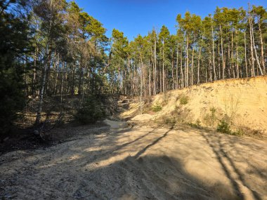 Kumlu kumullarda yetişen çam ağaçlarını gösteren çarpıcı doğal bir manzara. Bu manzara orman bitki örtüsü ve kumul arazisinin karışımını yakalar ve onu seyahat içeriği, çevresel konular veya tasarım ve arka plan görsellerinde kullanmak için ideal hale getirir.