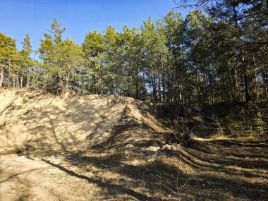 Kumlu kumullarda yetişen çam ağaçlarını gösteren çarpıcı doğal bir manzara. Bu manzara orman bitki örtüsü ve kumul arazisinin karışımını yakalar ve onu seyahat içeriği, çevresel konular veya tasarım ve arka plan görsellerinde kullanmak için ideal hale getirir.