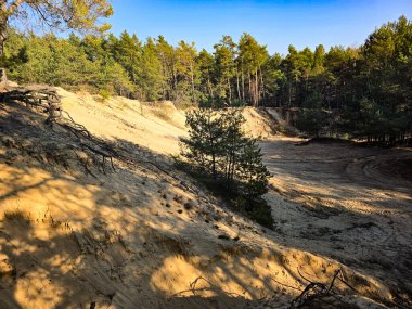 Çam ağaçlarının yumuşak kum tepelerinden yükseldiği güzel ve beklenmedik doğal bir manzara. Bu nadir manzara orman sükunetini seyahat, doğa, çevre veya editoryal projelerde kullanmak için ideal kıyı dokusuyla harmanlamaktadır..