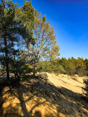 Çam ağaçlarının yumuşak kum tepelerinden yükseldiği güzel ve beklenmedik doğal bir manzara. Bu nadir manzara orman sükunetini seyahat, doğa, çevre veya editoryal projelerde kullanmak için ideal kıyı dokusuyla harmanlamaktadır..